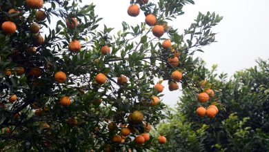 Photo of तनहुँमा सुन्तला उत्पादन तथा बिक्रीको विवरण सङ्कलन गरिँदै