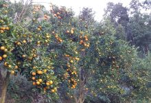 Photo of अर्बकुना सुन्तला उत्पादन कृषक समूहद्वारा ८७ लाख रुपैयाँको सुन्तला बिक्री