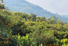 Photo of कोदो, मकै फल्ने बारीभरी लटरम्म सुन्तला