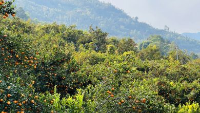 Photo of कोदो, मकै फल्ने बारीभरी लटरम्म सुन्तला