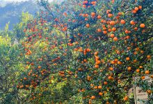 Photo of बागलुङका किसानका व्यथा : सुन्तला सस्तोमा बेच्न बाध्य
