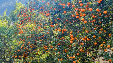 Photo of बागलुङका किसानका व्यथा : सुन्तला सस्तोमा बेच्न बाध्य