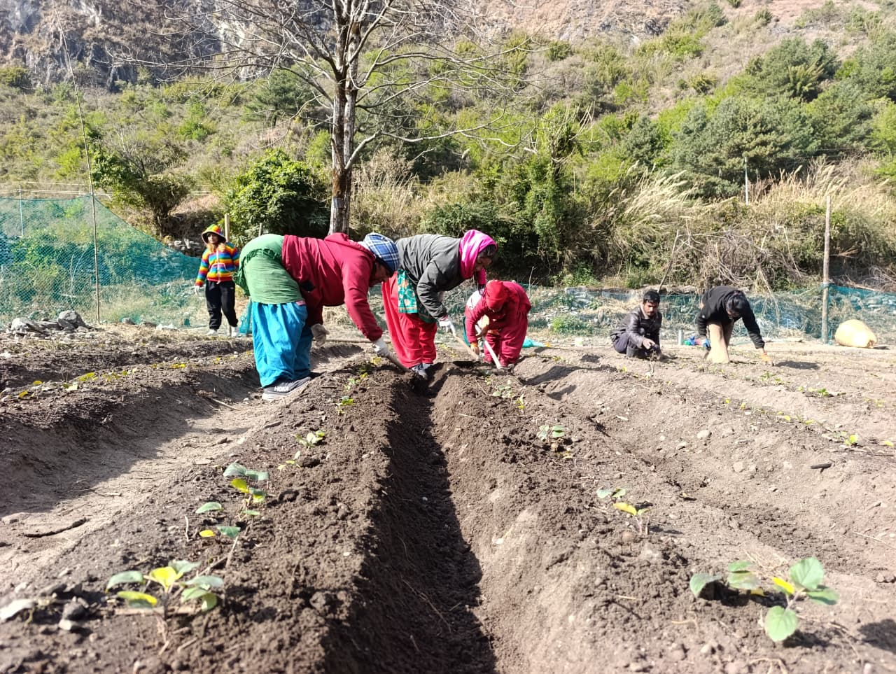 Photo of मुस्ताङको बागवानीमा ‘हाईब्रिड’ स्याउका बिरुवा उत्पादन गर्न सुरु