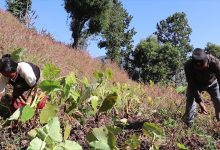 Photo of आम्दानीको राम्रो श्रोत बन्दै पिँडालु खेती