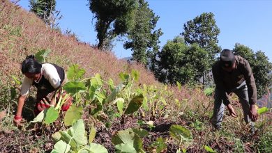 Photo of आम्दानीको राम्रो श्रोत बन्दै पिँडालु खेती