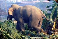 Photo of जङ्गली हात्ती गाउँपसेर उपद्रो मच्चाउँदा…