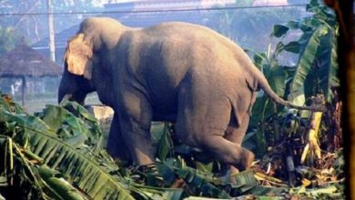 Photo of जङ्गली हात्ती गाउँपसेर उपद्रो मच्चाउँदा…