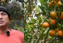 Photo of भिरालो जग्गामा सुन्तलाखेती, वार्षिक १६ लाख आम्दानी