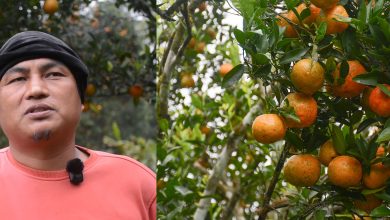 Photo of भिरालो जग्गामा सुन्तलाखेती, वार्षिक १६ लाख आम्दानी