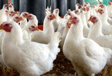 Photo of कुखुरामा ‘एनेमिया भाइरस’