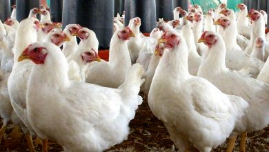 Photo of कुखुरामा ‘एनेमिया भाइरस’