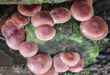 Photo of शिताके च्याउ खेती आम्दानीको नयाँ सम्भावना