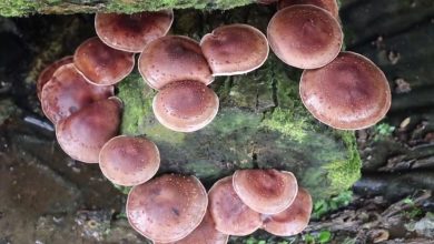 Photo of शिताके च्याउ खेती आम्दानीको नयाँ सम्भावना