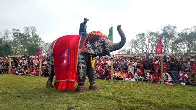 Photo of चितवनको पर्याय बन्दै ‘हात्ती तथा पर्यटन महोत्सव’