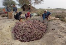 Photo of बगरमा लगाइएको सखरखण्डबाट मनग्य आम्दानी