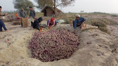 Photo of बगरमा लगाइएको सखरखण्डबाट मनग्य आम्दानी