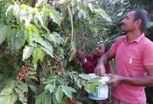 Photo of धादिङमा किसानहरु कफी खेतीतर्फ आकर्षित