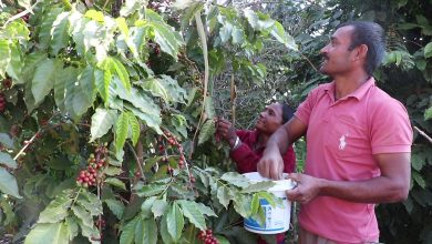 Photo of धादिङमा किसानहरु कफी खेतीतर्फ आकर्षित