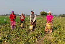 Photo of तीन पुस्तादेखि टमाटरखेतीः विदेशको विकल्प बन्यो टमाटर व्यवसाय