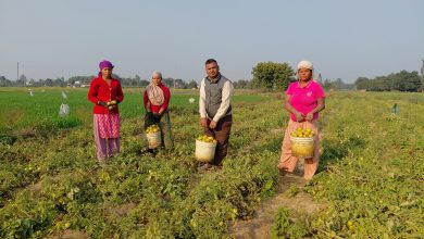 Photo of तीन पुस्तादेखि टमाटरखेतीः विदेशको विकल्प बन्यो टमाटर व्यवसाय