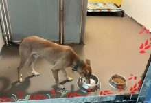 Photo of सडकमा छाडिएको कुकुर अमेरिका पुग्यो