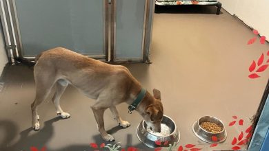 Photo of सडकमा छाडिएको कुकुर अमेरिका पुग्यो