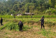 Photo of प्रहरीद्वारा सर्लाहीमा गाँजाखेती फडानी अभियान