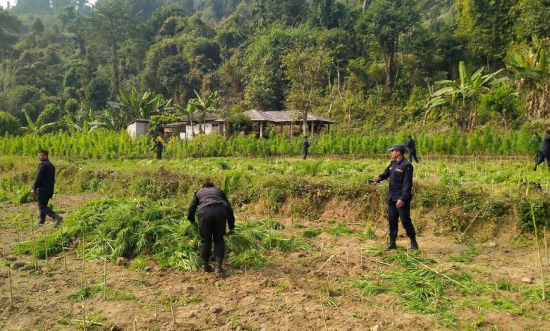 Photo of प्रहरीद्वारा सर्लाहीमा गाँजाखेती फडानी अभियान