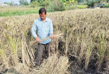 Photo of कालानमक धानको स्वाद र सुगन्ध जोगाउने कसरत