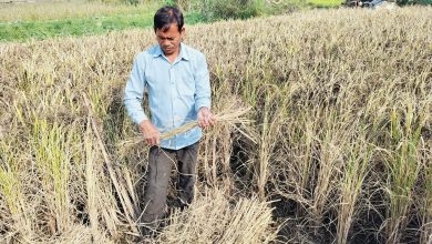 Photo of कालानमक धानको स्वाद र सुगन्ध जोगाउने कसरत