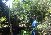 Photo of बहुवर्षीय खेती प्रणालीतर्फ आकर्षित हुँदै पौवादुङका किसान