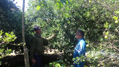 Photo of बहुवर्षीय खेती प्रणालीतर्फ आकर्षित हुँदै पौवादुङका किसान