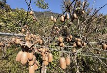 Photo of भार्सेका कृषक व्यावसायिक किबीखेतीतर्फ आकर्षित