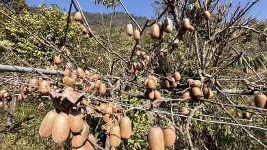 Photo of भार्सेका कृषक व्यावसायिक किबीखेतीतर्फ आकर्षित