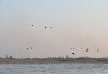 Photo of नारायणी नदी आसपासका क्षेत्रमा ४२ प्रजातिका चरा भेटिए