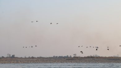 Photo of नारायणी नदी आसपासका क्षेत्रमा ४२ प्रजातिका चरा भेटिए