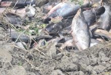 Photo of चिसोका कारण पश्चिम नवलपरासीमा माछा मर्न थाले