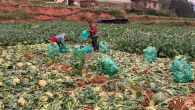 Photo of काउलीले बजार पाउँदा मण्डन देउपुरका किसान उत्साहित