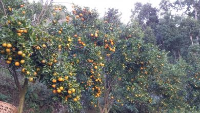Photo of स्याङ्जामा यस वर्ष एक अर्ब ३२ करोड रुपैयाँको सुन्तला उत्पादन