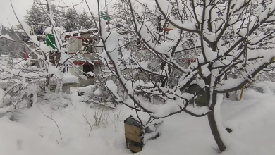 Photo of हुम्लामा भारी हिमपात हुँदा किसान रमाए