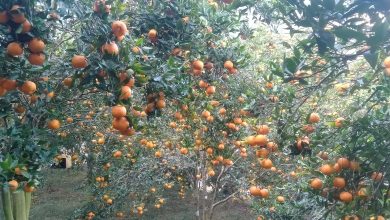 Photo of दश करोड रुपैयाँभन्दा बढीमा भीरकोटका सुन्तला बिक्री