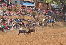 Photo of नुवाकोटको तारुकालगायत विभिन्न ठाउँमा गोरु जुधाउने मेला सम्पन्न