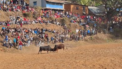 Photo of नुवाकोटको तारुकालगायत विभिन्न ठाउँमा गोरु जुधाउने मेला सम्पन्न