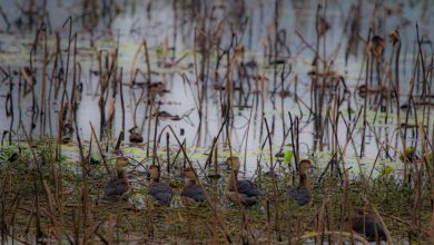 Photo of बाँकेमा जलपक्षीको वासस्थान जोखिममा