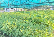 Photo of हरियाली बन्दै बाँके, बिरुवा वितरण र उत्पादनमा जोड