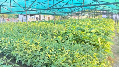 Photo of हरियाली बन्दै बाँके, बिरुवा वितरण र उत्पादनमा जोड