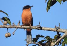Photo of गुल्मीमा चरा प्रजातिको सङ्ख्या ३५५ पुग्यो