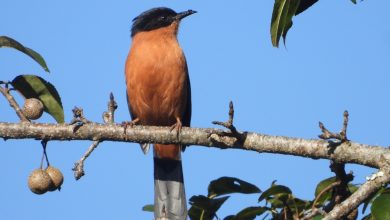 Photo of गुल्मीमा चरा प्रजातिको सङ्ख्या ३५५ पुग्यो