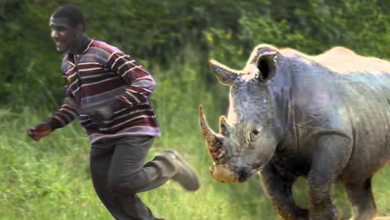 Photo of गैँडाको आक्रमणबाट मृत्यु