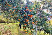 Photo of मौसमले साथ दिँदा सुन्तला उत्पादनमा वृद्धि